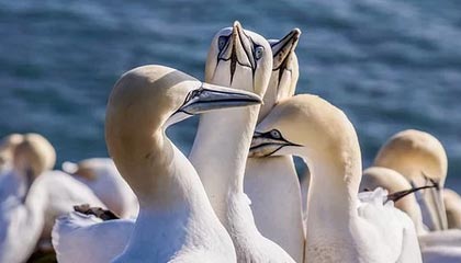 九游娱乐网站-探索未来：澳大利亚队如何在国际赛场上打破瓶颈，澳大利亚队员